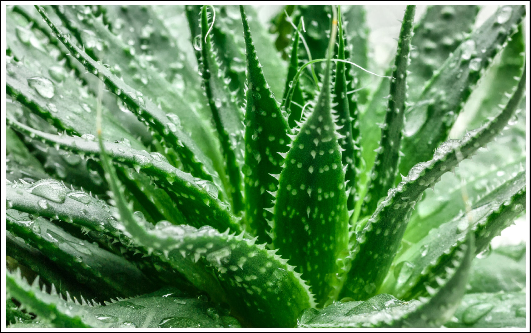 Aloe Vera Water Balances the pH of Your Skin and More!