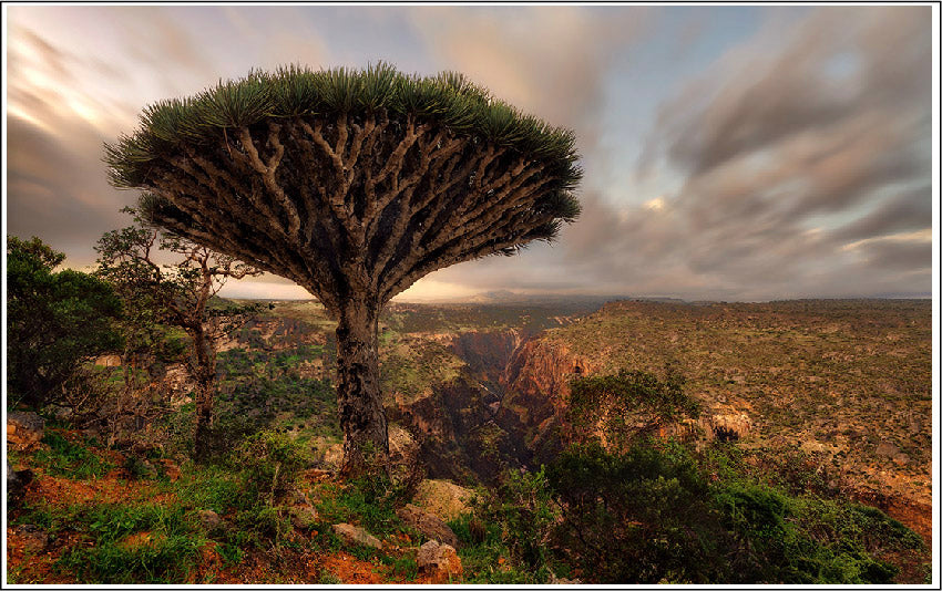 Dragons Blood Tree to illustrate ingredient in Luminance Skincare Facial Mask