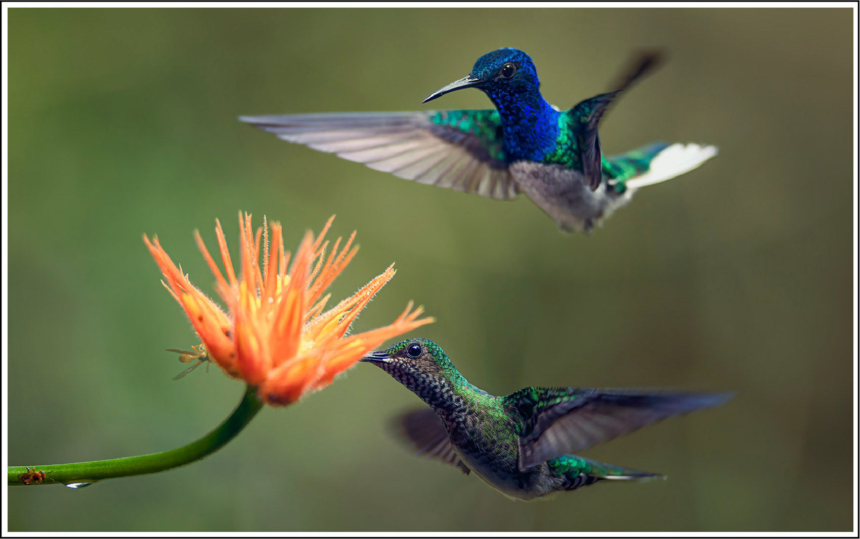 Humming Birds are natural symbols of purity and as such they are a perfect image for organic, wildcrafted skincare
