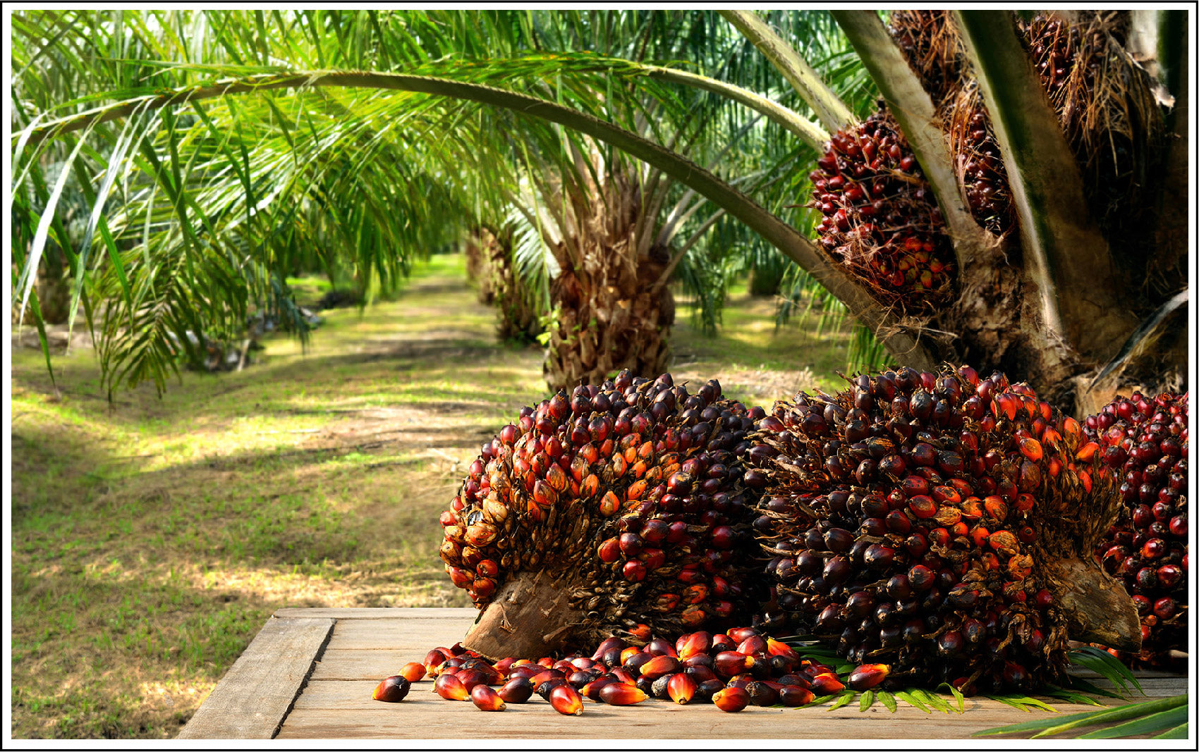Palm Kernal Oil Soothe, Moisturizes, And Protects Skin From The Elements