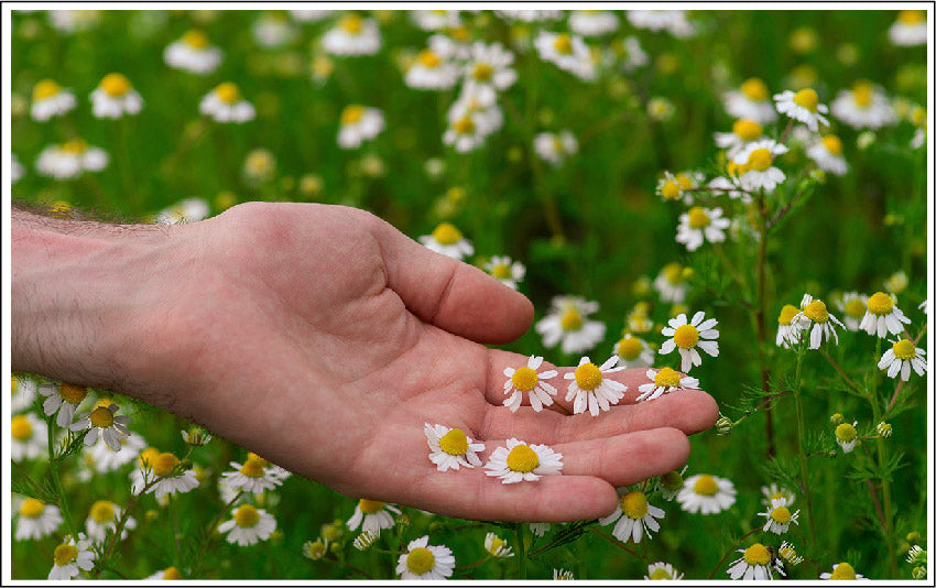 Hands holding meadow flowers. 100% Plant Based Skincare Is Great For Your Skin.