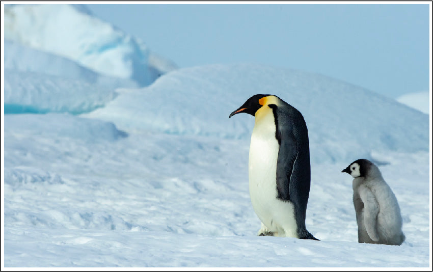 Two Penguins Walking On Snowy Landscape