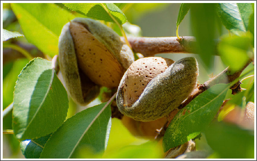 How Almond Seed Evens Your Skintone and Enhances Glow