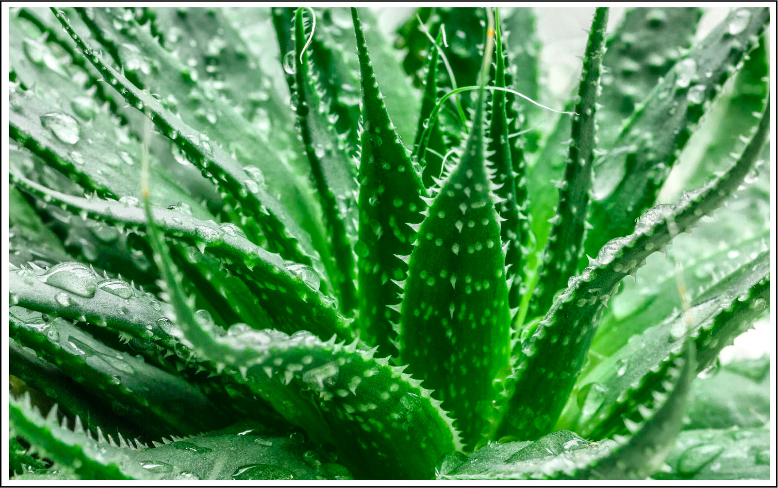 Aloe Vera Images Hd HD Aloe Vera Wallpapers Peakpx aloe-vera-images-hd-hd-aloe-vera-wallpapers-peakpx