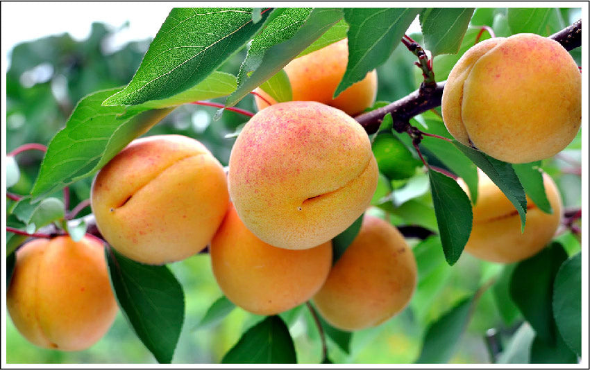 How Apricot Kernel Oil Helps Your Skin's Natural Lipid Barrier