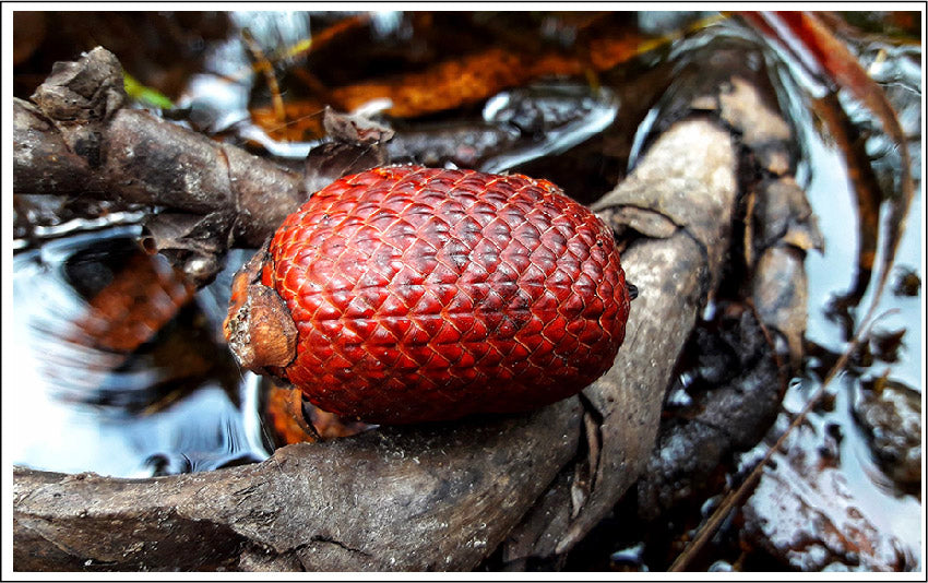 How Buriti Seed Oil Balances and Nourishes Your Skin