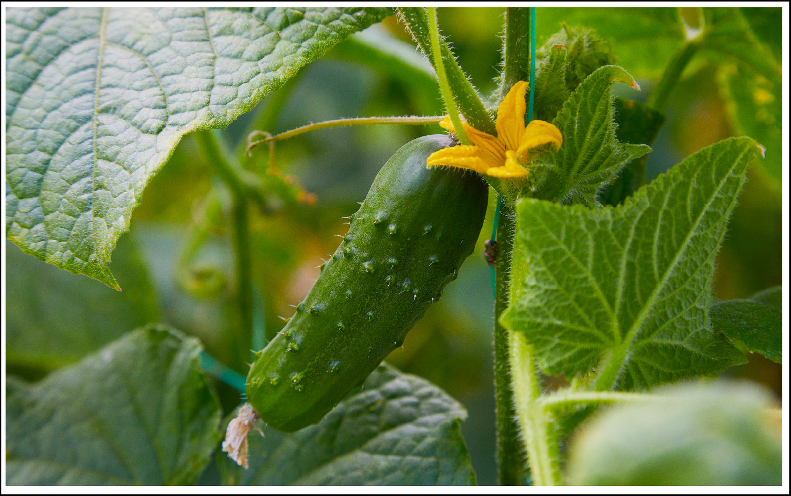 The Timeless Beauty Secret: Cucumber Water For Your Skin