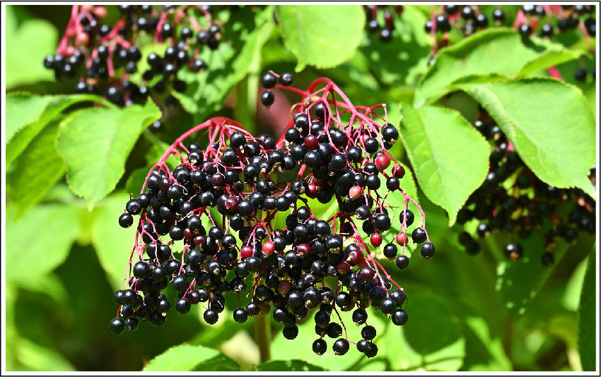 Elderberry Extract is Rich with Nutrients for Skin