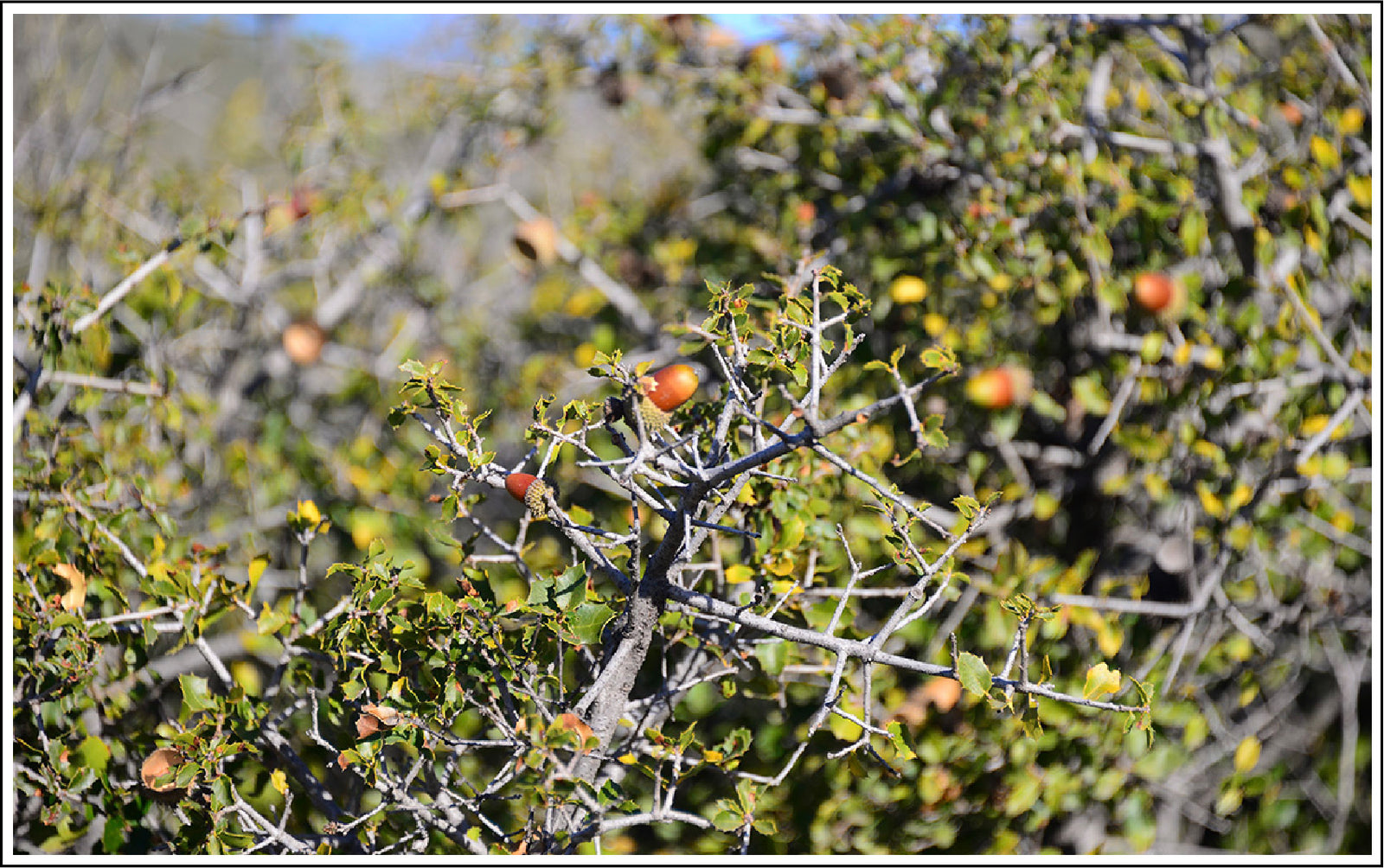 Jojoba Tree Bearing Fruit. Luminance Skincare product ingredient