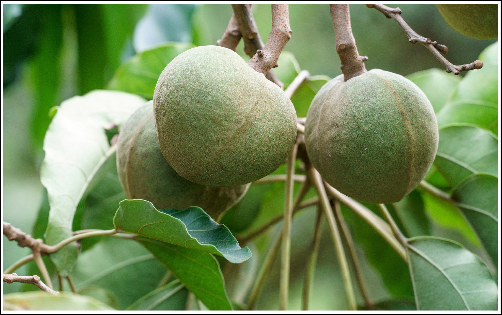 Kukui Tree