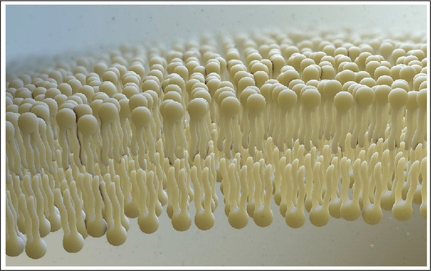 Ceramides And Lipids Protectect And Hydrate Your Skin.