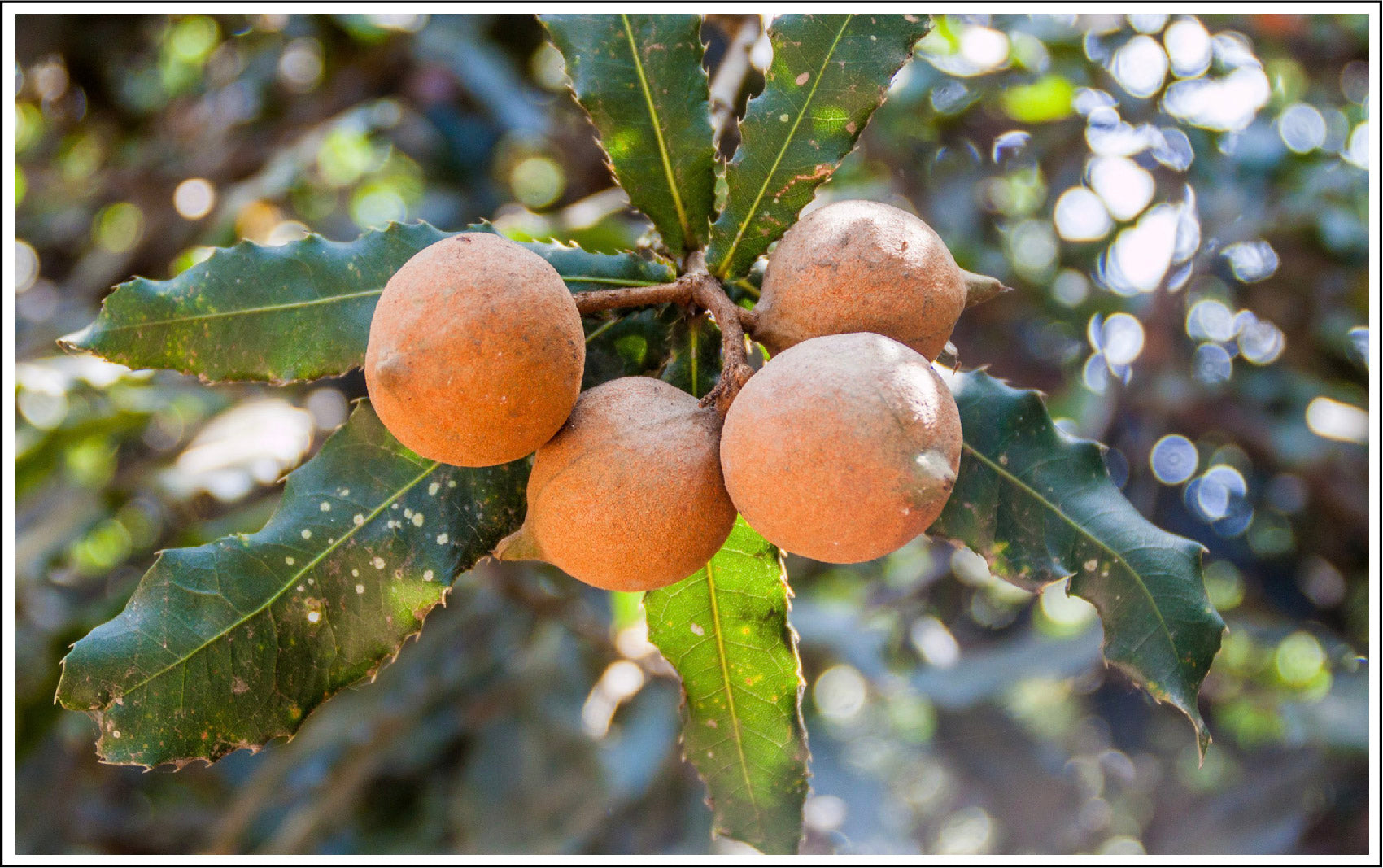 Macadamia Nut Oil Is Known For Its Intricate Weave Of Compounds That Benefit Skin