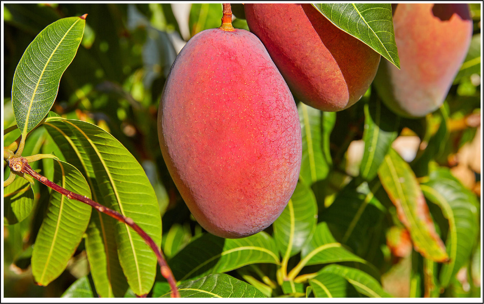 Mango Butter's Transformative Power To Benefit The Health Of Your Skin Is Amazing