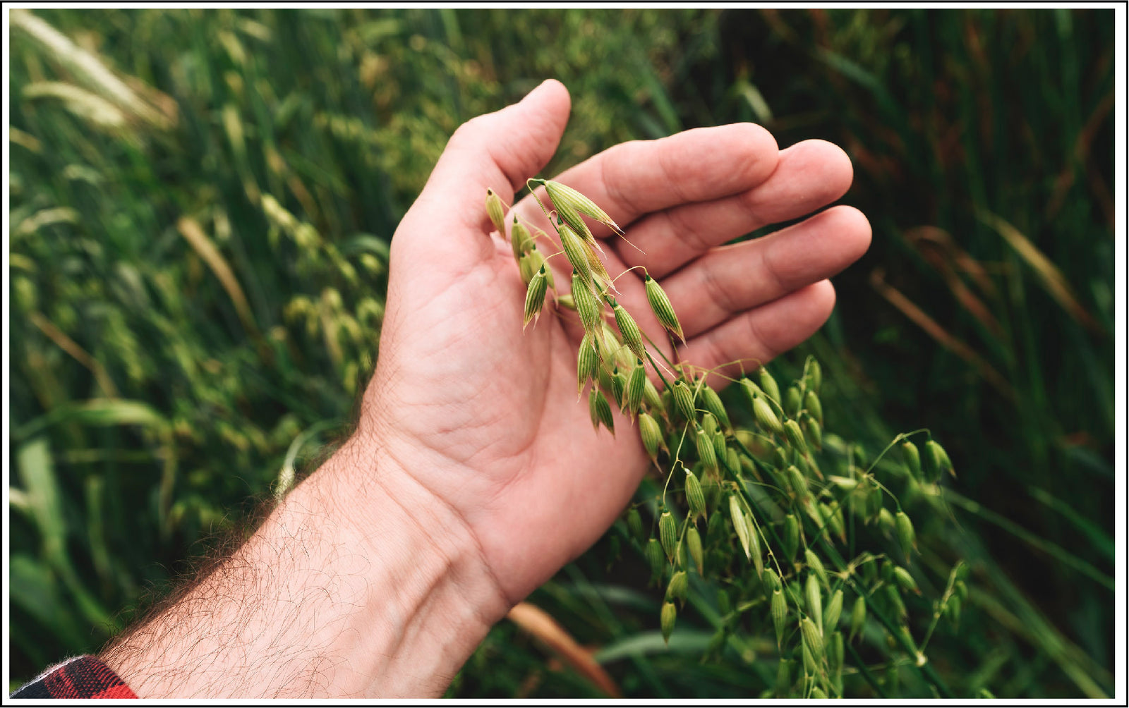 Avena Oat Balances Your Skin Tone And Soothes Inflammation