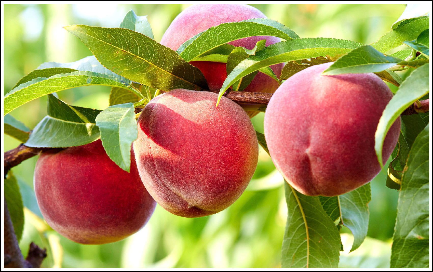 Peach Kernel Oil Supports Your Skins Lipid Barrier. And So Much More