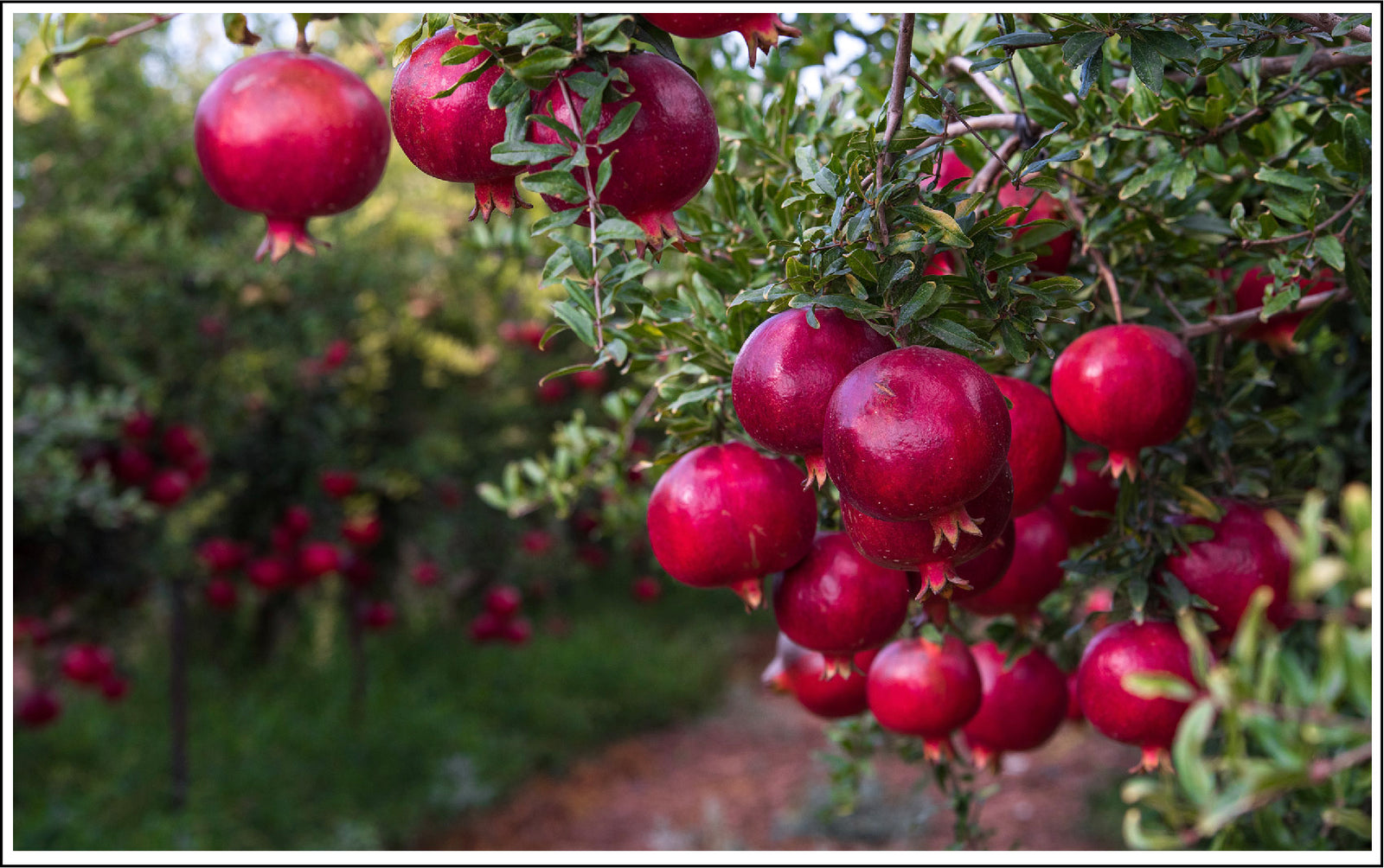 Pomegranate Oil Fully Supports Your Skin's Barrier Function To Reduce Moisture Loss.