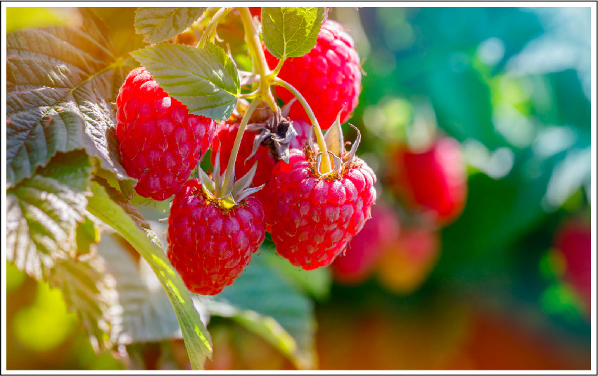 Sunburnt Raspberry Red Raspberries Source Of Luminance Sunscreen