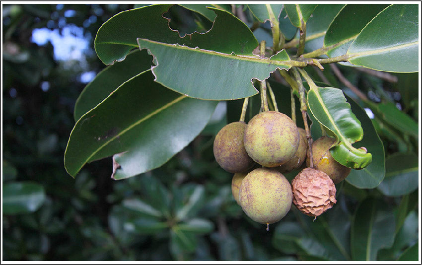 Tamanu Oil Is The Miracle Healing Oil Of The South Pacific