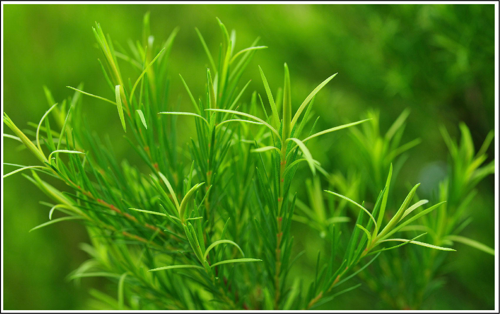 Tea Tree Is A Powerful And Gentle Anti-Bacterial