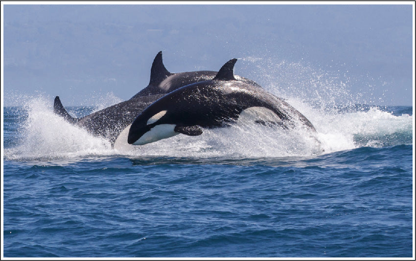 Photo Killer whales illustrating the enviornmental policy of luminance skincare